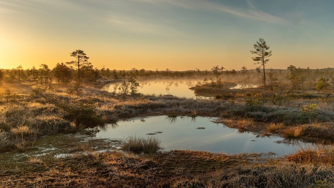 Soluppgång över Store Mosses myrlandskap med små tjärnar och tallar